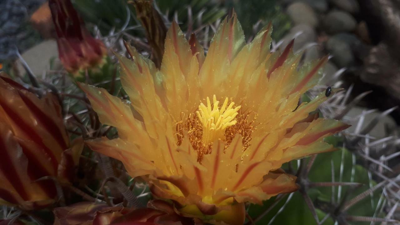 Rosegarden Guesthouse 蓬戈拉 外观 照片